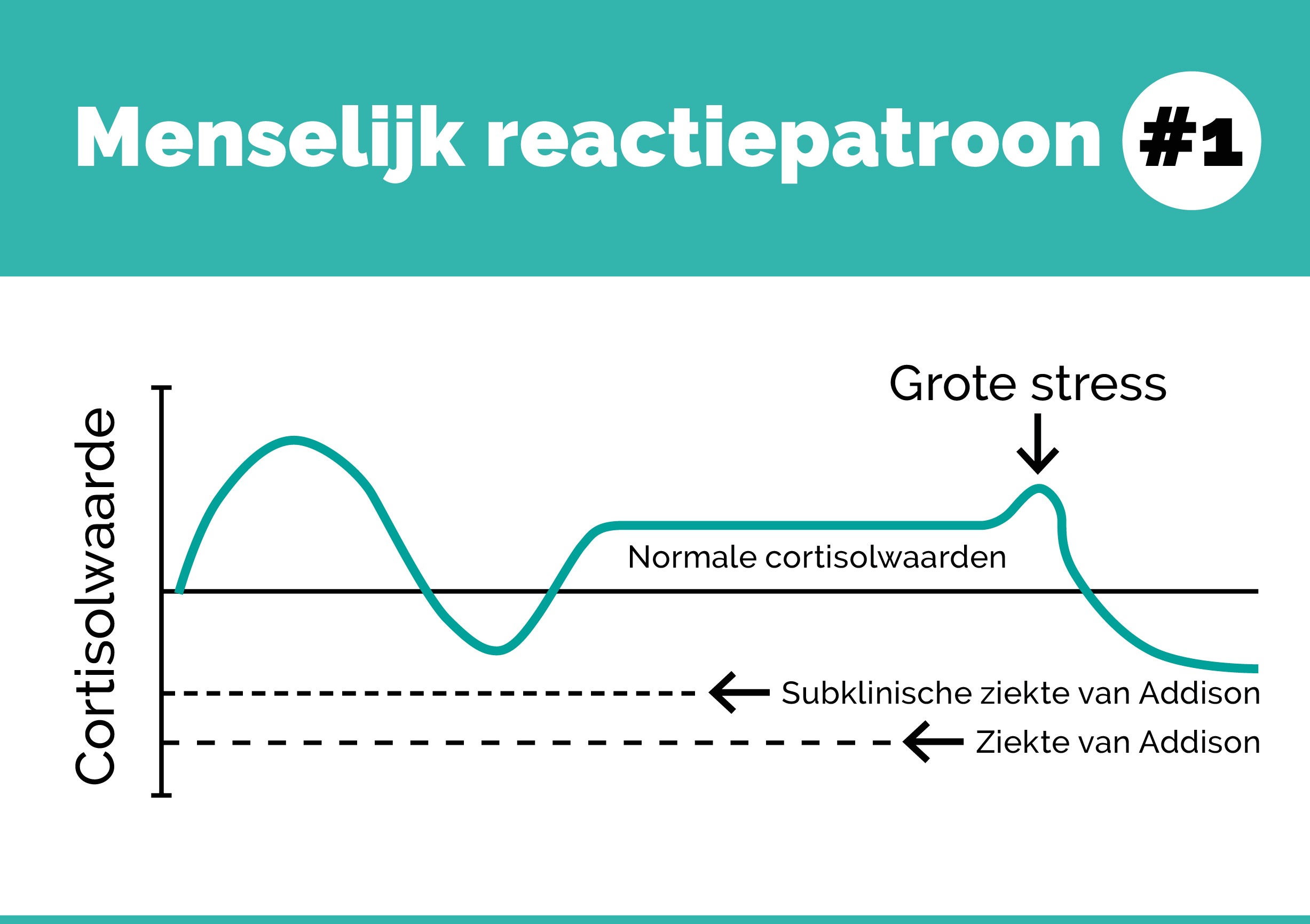 You-Mens Menselijk reactiepatroon1_stress_Cortisolcurve_EMB